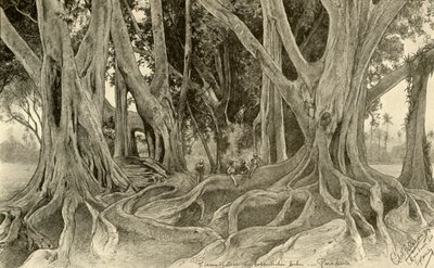 Reuzenbomen in de botanische tuinen, Peradeniya, Kandy, Ceylon door Christian Wilhelm Allers