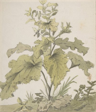 Studie van een plant, 1712-1774 door Christian Wilhelm Ernst Dietrich