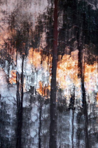 Abstract Forest Light door Christina Sillen