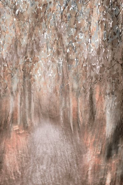Herfstpad door het bos door Christina Sillen