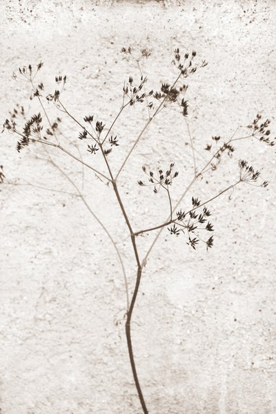 Fijne gedroogde plant door Christina Sillen