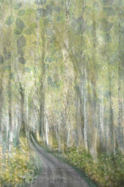 Dromerig bospad door Christina Sillen