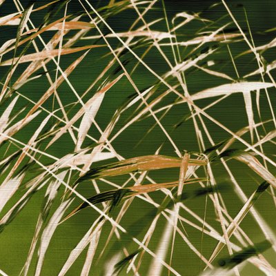 De dynamische schoonheid van de natuur door Christina Sillen