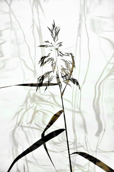 Elegant rietsilhouet door Christina Sillen