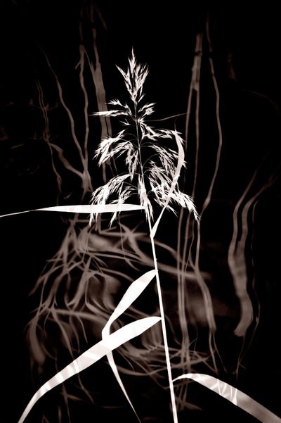 Elegant Sepia Reed door Christina Sillen