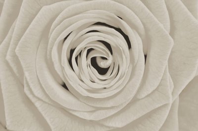 Elegante witte roos door Christina Sillen