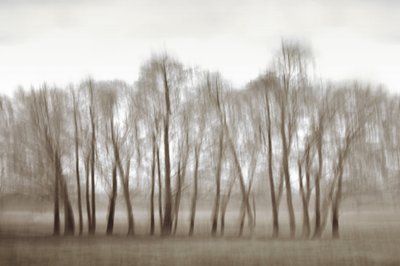 Etherische, wazige bomen door Christina Sillen