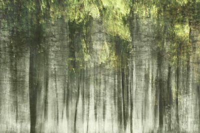 Etherisch boslicht door Christina Sillen