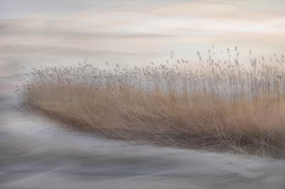 Etherische moerasriet door Christina Sillen