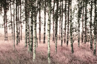 Etherische roze berken door Christina Sillen
