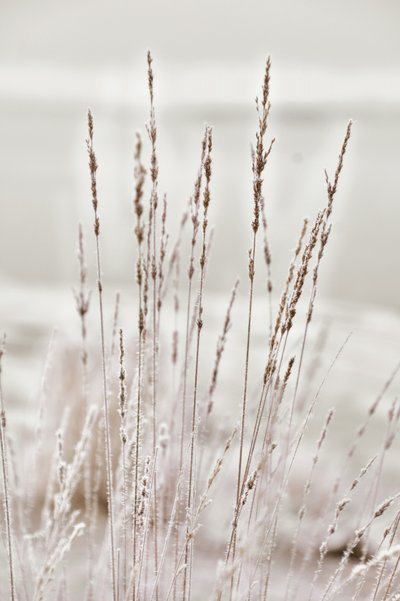 Beslagen wintergras door Christina Sillen