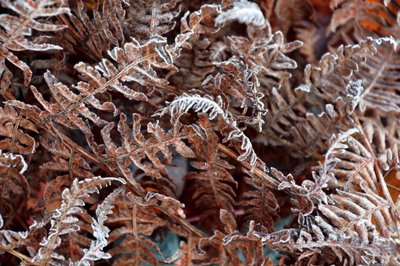 Bevroren varens in de winter door Christina Sillen