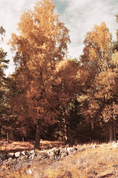 Gouden herfstbos door Christina Sillen