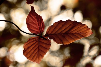 Gouden herfstbladeren door Christina Sillen