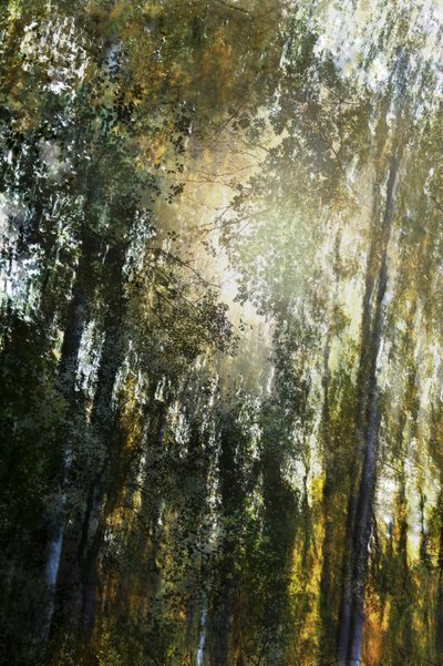 Gouden Boslicht door Christina Sillen