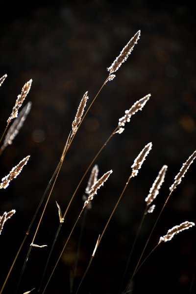Gouden grasgloed door Christina Sillen