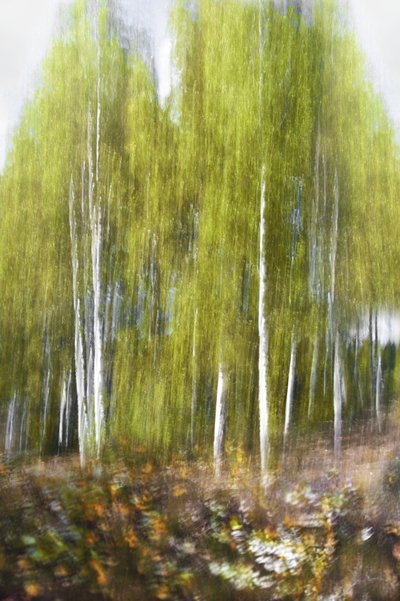 Groen berkenbos – Abstrakt door Christina Sillen