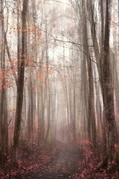 Mistig herfstpad door het bos door Christina Sillen