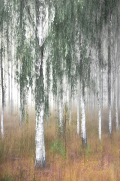 Mistig berkenbos door Christina Sillen