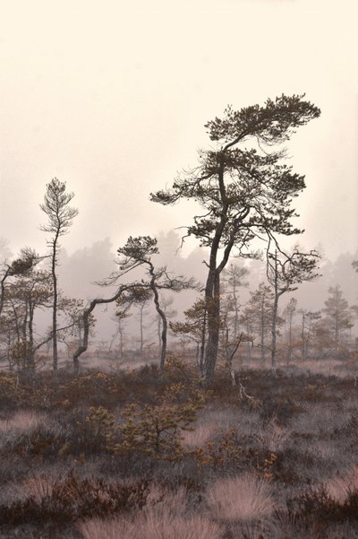  door Christina Sillen