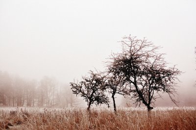 Mistige winterbomen door Christina Sillen