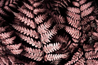Stemmige roze varens door Christina Sillen
