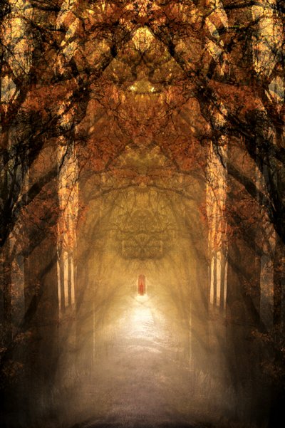 De mystieke bostunnel door Christina Sillen