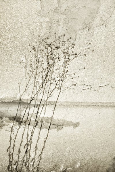 Rustieke botanische studie door Christina Sillen