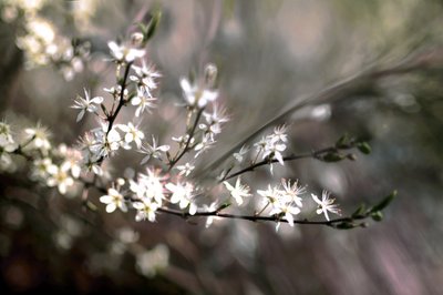 Sloe-bloesem door Christina Sillen