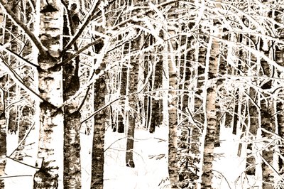 Besneeuwd berkenbos door Christina Sillen