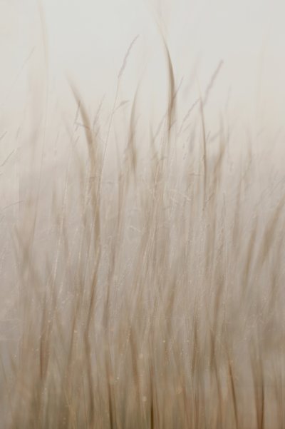 Zachtbeige gras door Christina Sillen