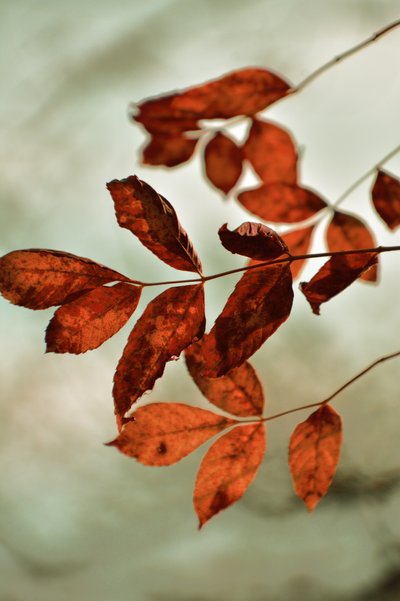 Warme herfstbladeren door Christina Sillen