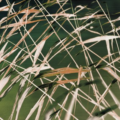 Whispering Reeds – Samenvatting door Christina Sillen