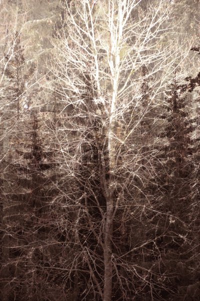 Winterboslicht door Christina Sillen