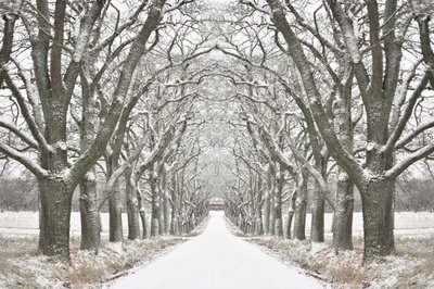 Weg met bomen in de winter door Christina Sillen