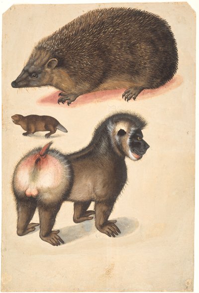 Een egel, een bever en een mannelijke baviaan door Christoph Amberger