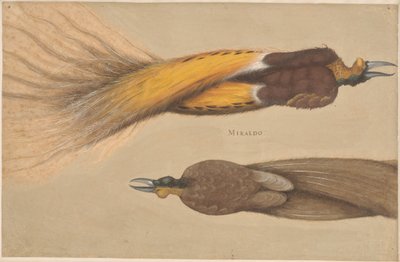 Twee dode paradijsvogels, een mannetje en een vrouwtje door Christoph Amberger