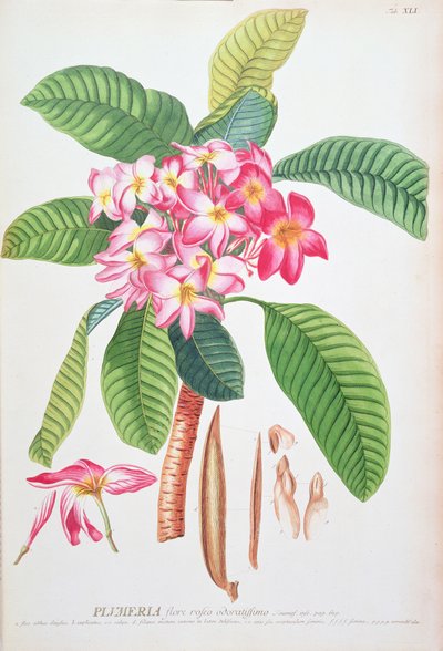 Plumeria: uit Plantae Selectae, door Christoph Jacob Trew en Georg Dionysius Ehret (1710-70); Frangipanier; door Christoph Jacob & Ehert Georg Dionysius (1708/9 70) Trew