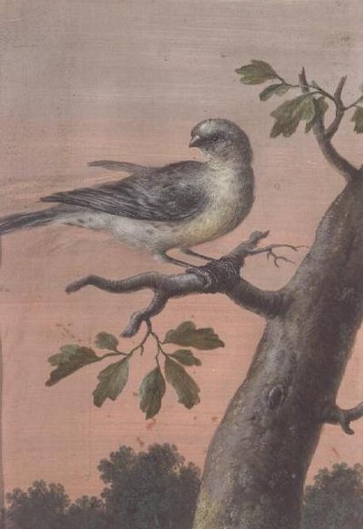 Een Vogel op een Tak door Christoph Ludwig Agricola