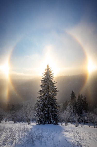Zonnehalo rond een besneeuwde boom door Christoph Schaarschmidt