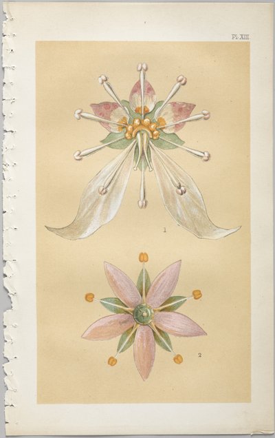 De kunst van decoratief ontwerp: met een bijlage, waarin de uren van de dag worden gegeven waarop bloemen opengaan, uitgegeven door Day & Son, Londen, 1862 door Christopher Dresser