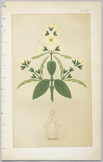 De kunst van decoratief ontwerp: met een bijlage, waarin de uren van de dag worden gegeven waarop bloemen opengaan, uitgegeven door Day & Son, Londen, 1862 door Christopher Dresser