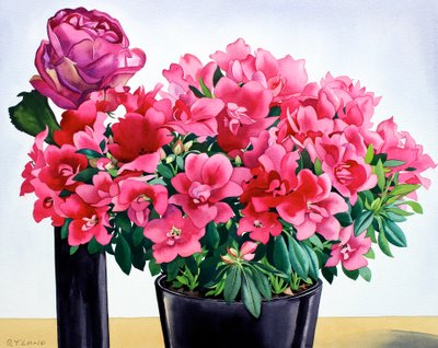 Azalea Roos door Christopher Ryland