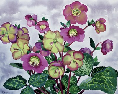 Helleborus (2) door Christopher Ryland