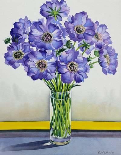 Scabiosa met gele band door Christopher Ryland