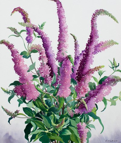 Wilde Buddleia door Christopher Ryland