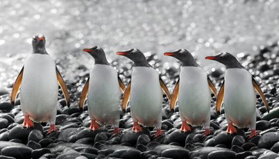 Vijf nieuwsgierige pinguïns door Chuanxu Ren