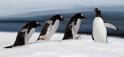 Gentoo-pinguïn in actie door Chuanxu Ren