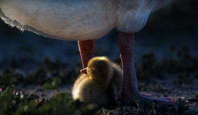 Moeder-eendje Warmte door Chuanxu Ren