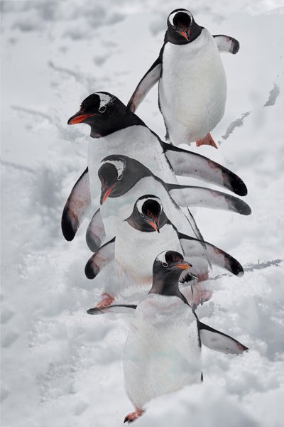 Pinguïns in de sneeuw door Chuanxu Ren